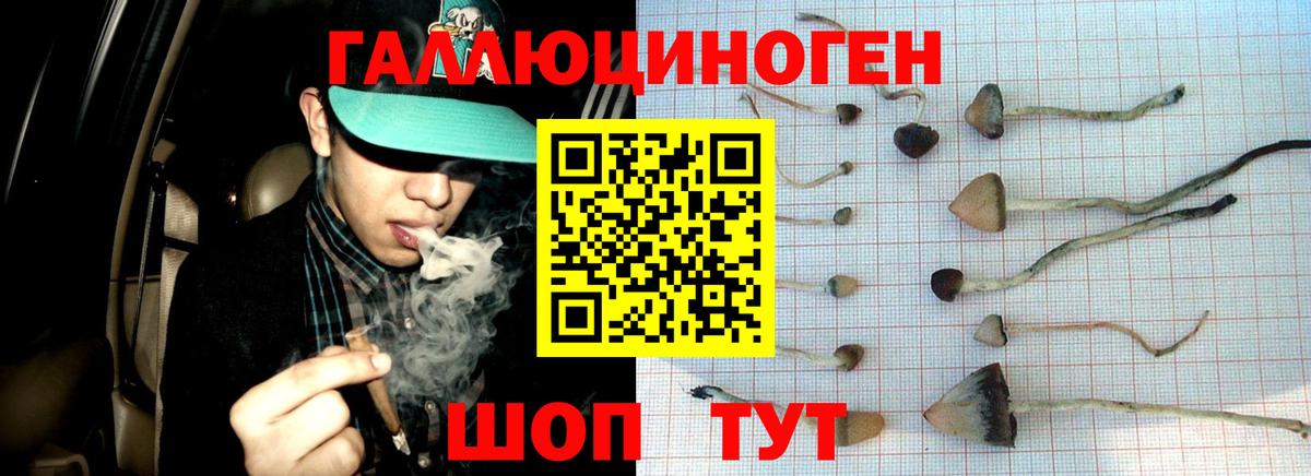 Изобильный  Псилоцибиновые грибы GOLDEN TEACHER  Вход с VPN  Псилоцибиновые грибы Psilocybine cubensis 